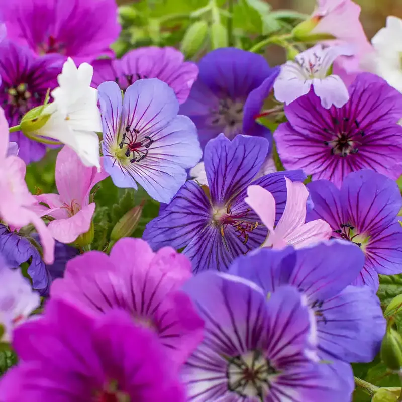 Blue and White Hardy Geranium Perennial Garden Mix