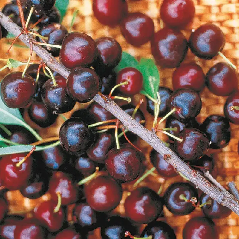 Hansen's Cherry Bush - Versatile Edible Landscape Shrub