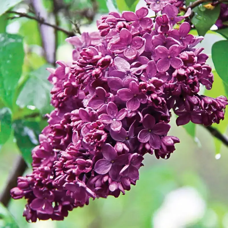 Congo French Lilac Decorative Finish