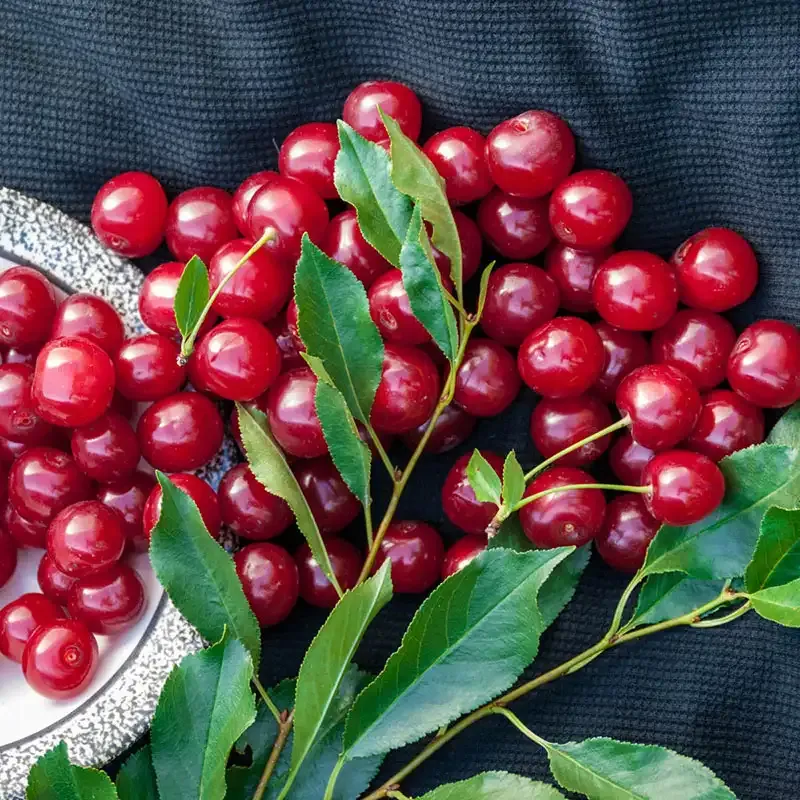 Cherry Bush Deciduous Ornamental Flowering Shrub