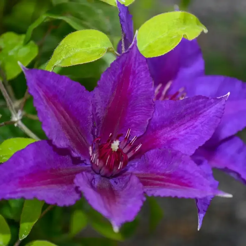 Clematis Edda Compact Perennial Flowering Climbing Vine
