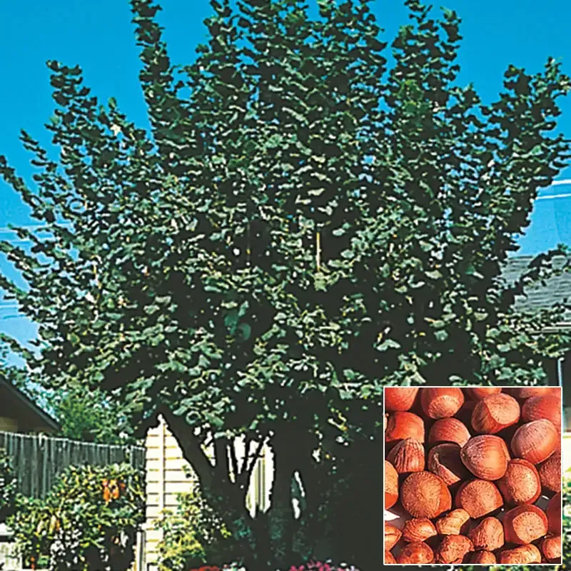 Hazelnut Tree Deciduous Fruit-Bearing Plant for Outdoor Landscaping