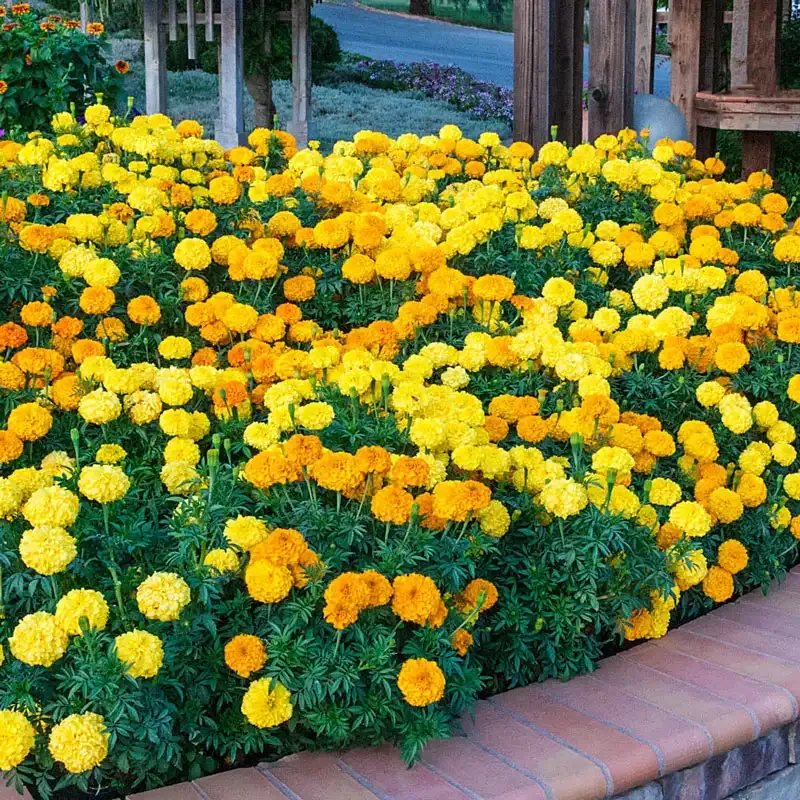 Marigold Inca II Seed Mix - Professional Annual Flower Variety 1