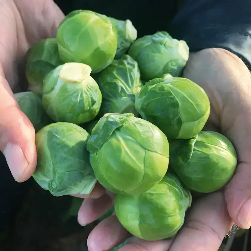 Silvia Hybrid Brussels Sprouts Seeds for Productive Home Gardens