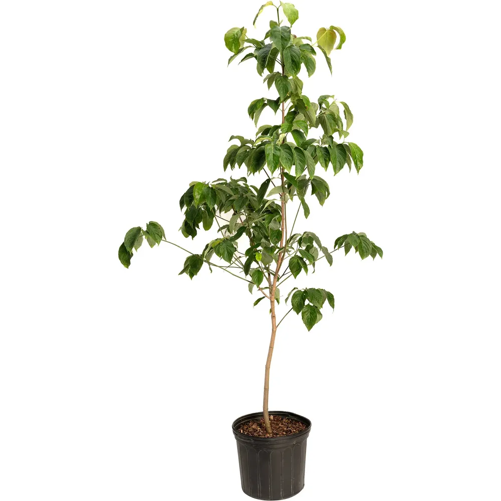 Cherokee Chief Pink Dogwood Ornamental Deciduous Tree 0