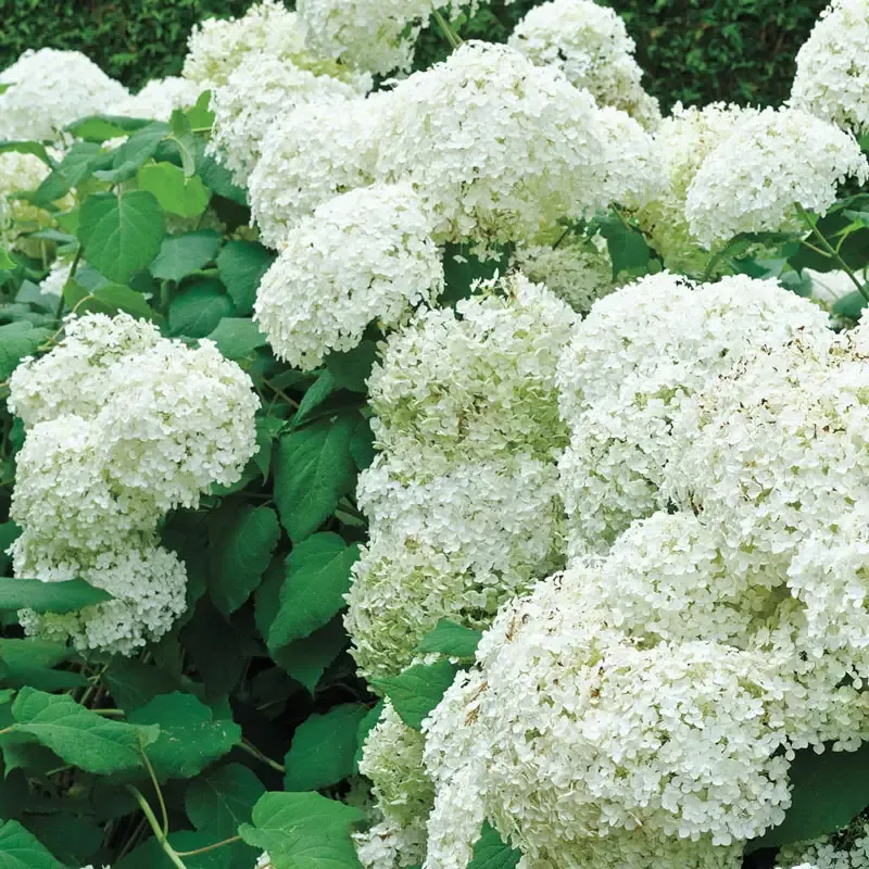 Snowball Viburnum Hedge Shrub - Deciduous Flowering Garden Plant 1