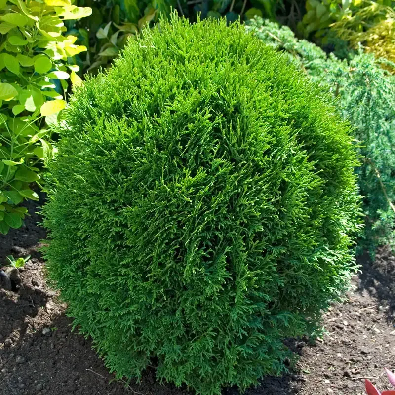 Little Giant Arborvitae Compact Evergreen Hedge Shrub