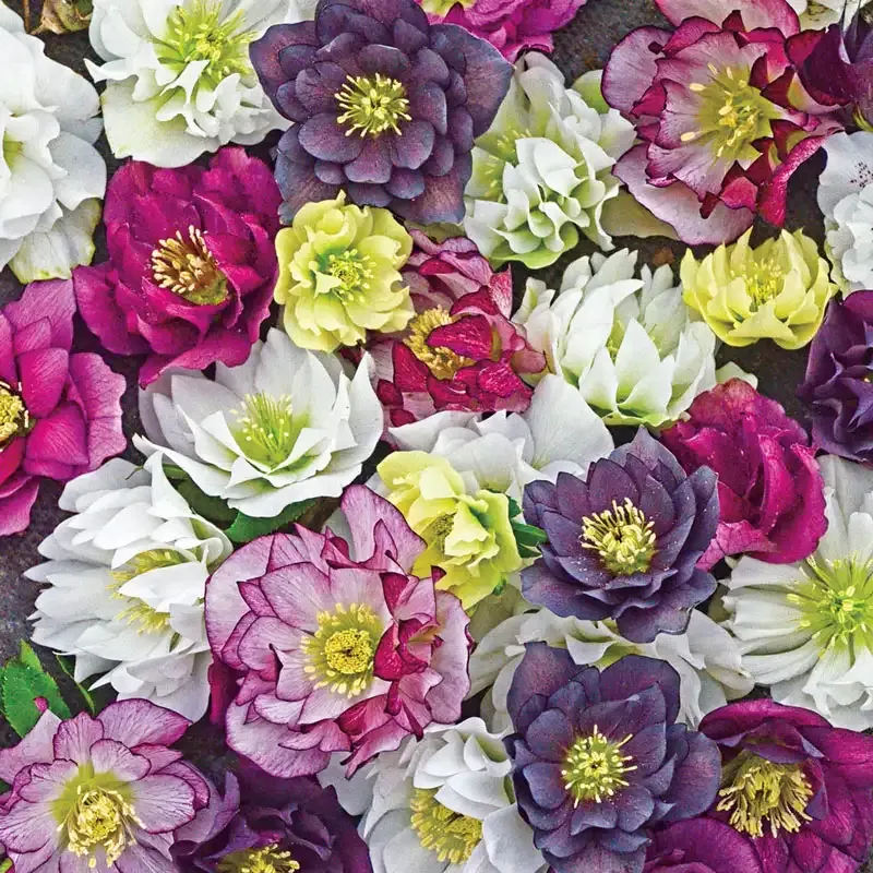 Mixed Helleborus Artificial Floral Stem for Wedding and Party Decorations