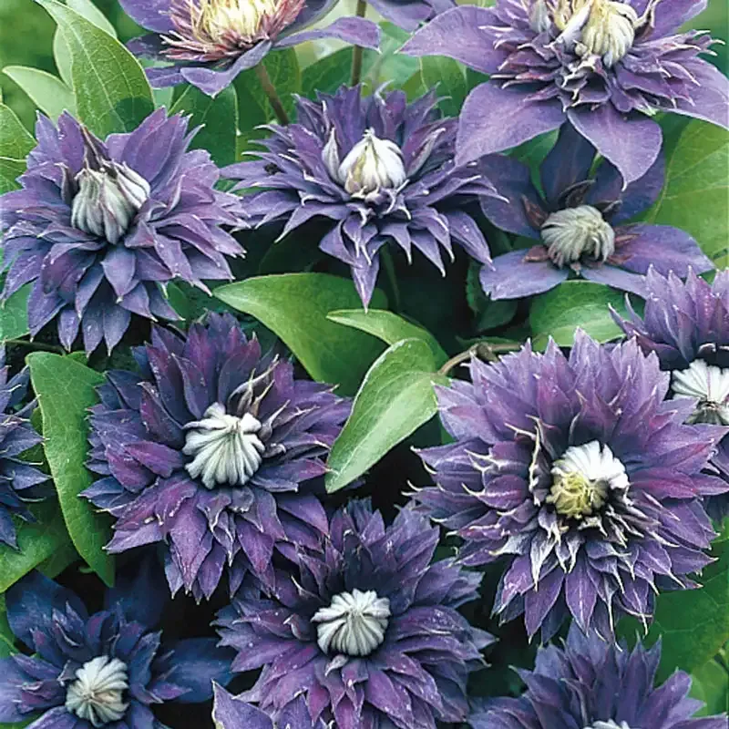 Multi Blue Clematis Perennial Climbing Flowering Vine