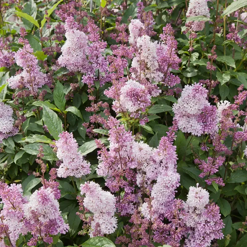 Minuet Lilac Bundle - Decorative Floral Arrangement Set 1