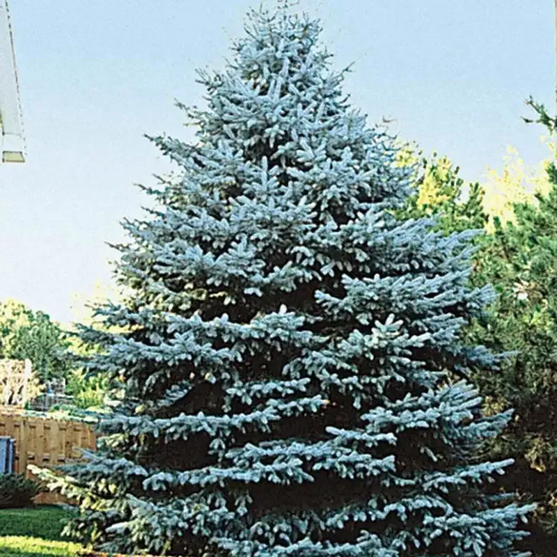 Colorado Blue Spruce Artificial Christmas Tree with Realistic Foliage