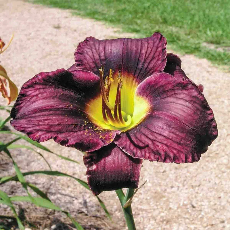 Black Ambrosia Reblooming Daylily - Deep Purple Hardy Perennial