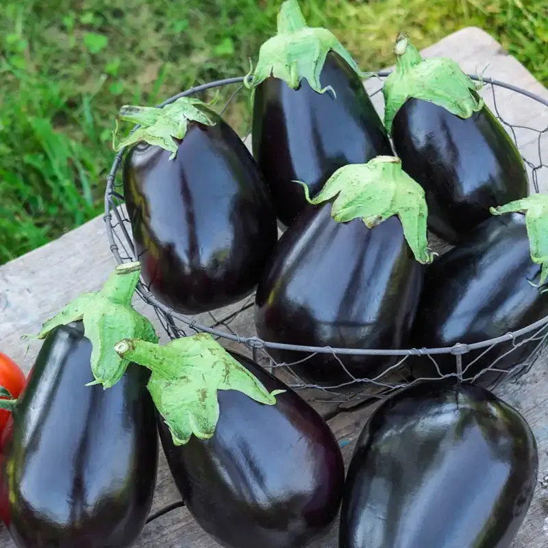 Midnight Queen Hybrid Eggplant Seeds 1