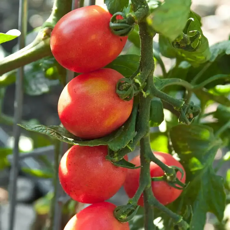 Flamingo Hybrid Tomato Seeds - High-Yield Disease Resistant Variety
