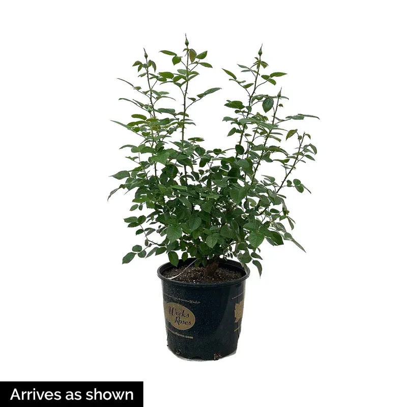 Disease-Resistant Shrub Rose Plant for Garden Landscapes 1