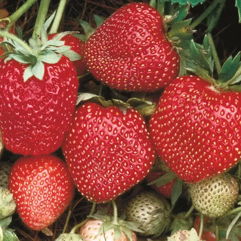 Sparkle Supreme Junebearing Strawberry Plants for Home Gardening 1