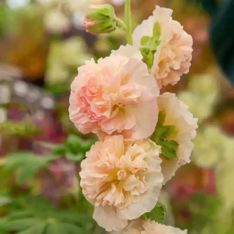 Chater's Chamois Double Hollyhock Heirloom Flower Seeds