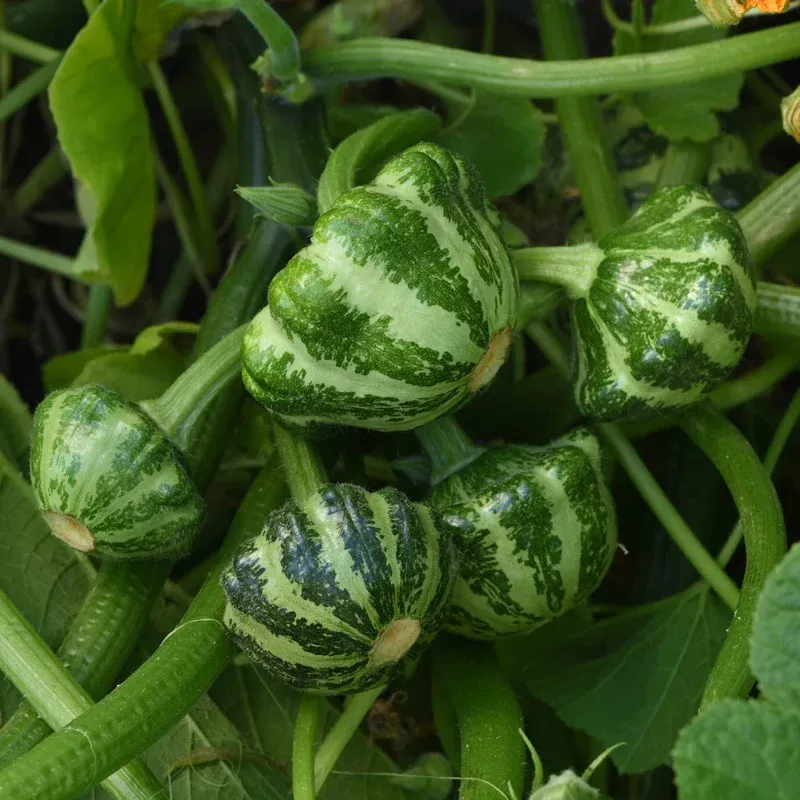 Green Lightning Summer Squash Seeds - High-Yield Garden Vegetable Variety