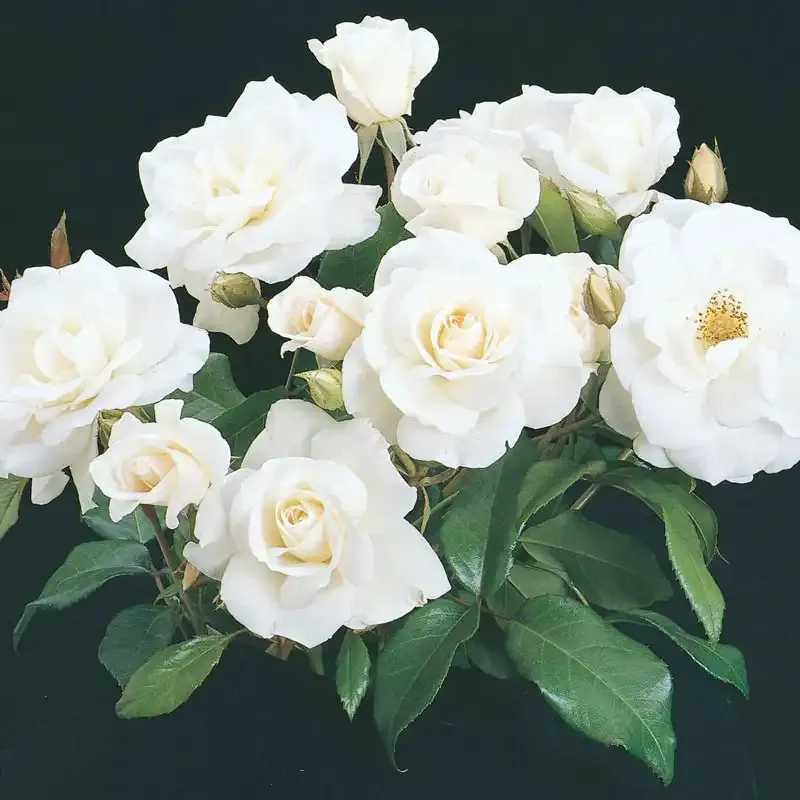 Iceberg Floribunda Rose - White Repeat-Blooming Shrub 1