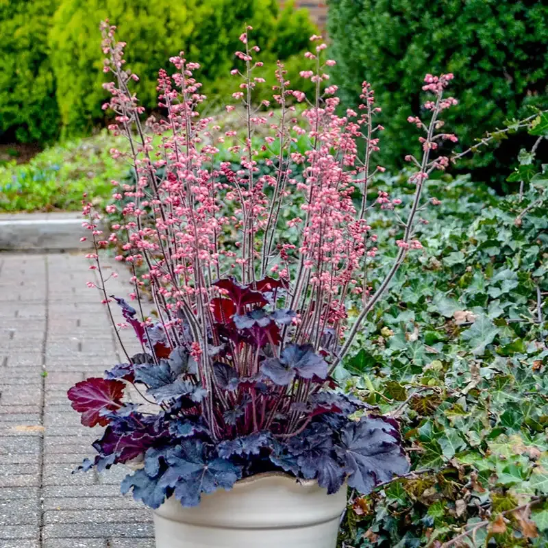 Timeless Night Heuchera Deep Purple Ornamental Perennial 1
