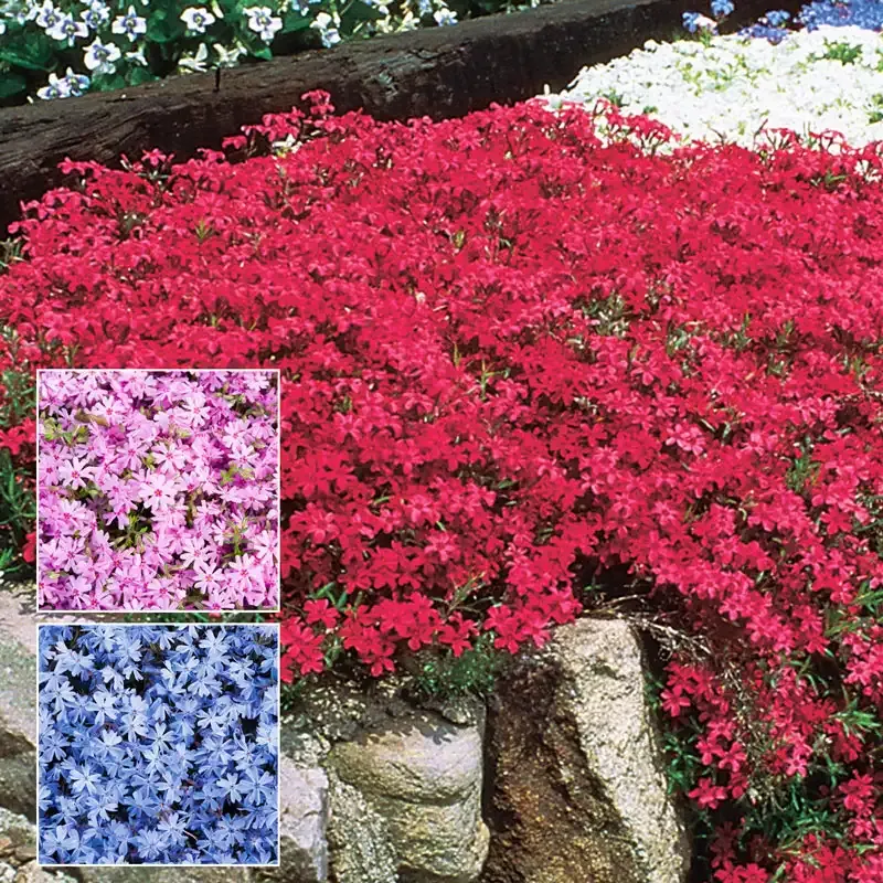 Atropurpurea Creeping Phlox Perennial Ground Cover Plant 1