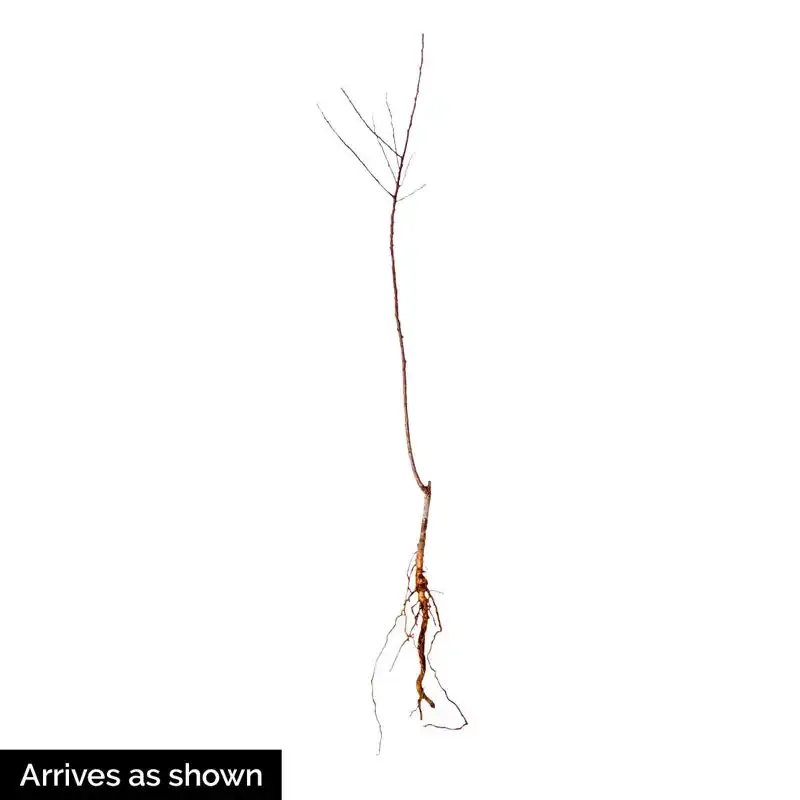 Crimson Rocket Peach Tree - Compact Stone Fruit Sapling 1