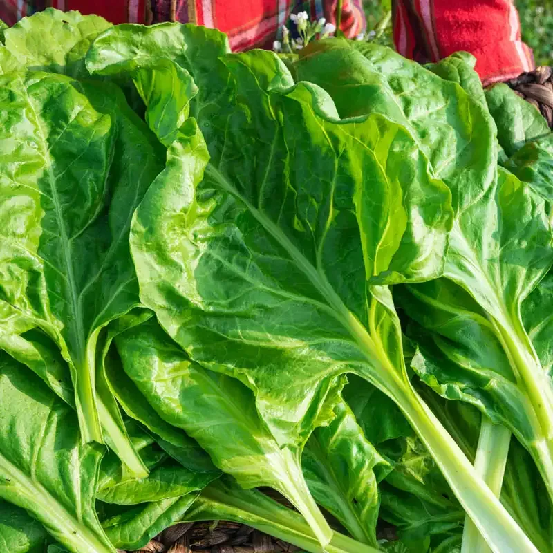 Perpetual Swiss Chard Heirloom Vegetable Seeds for Continuous Harvest 1