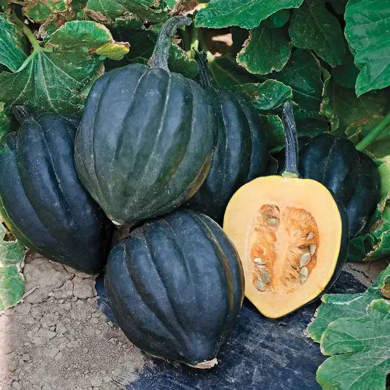 Black Bellota Hybrid Acorn Winter Squash Seeds for Home Gardening
