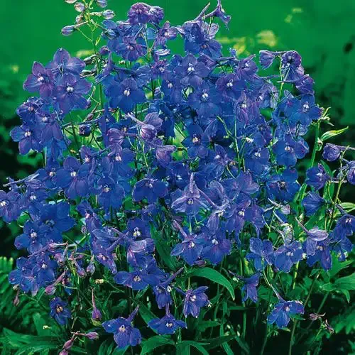 Blue Butterfly Delphinium Artificial Floral Stem