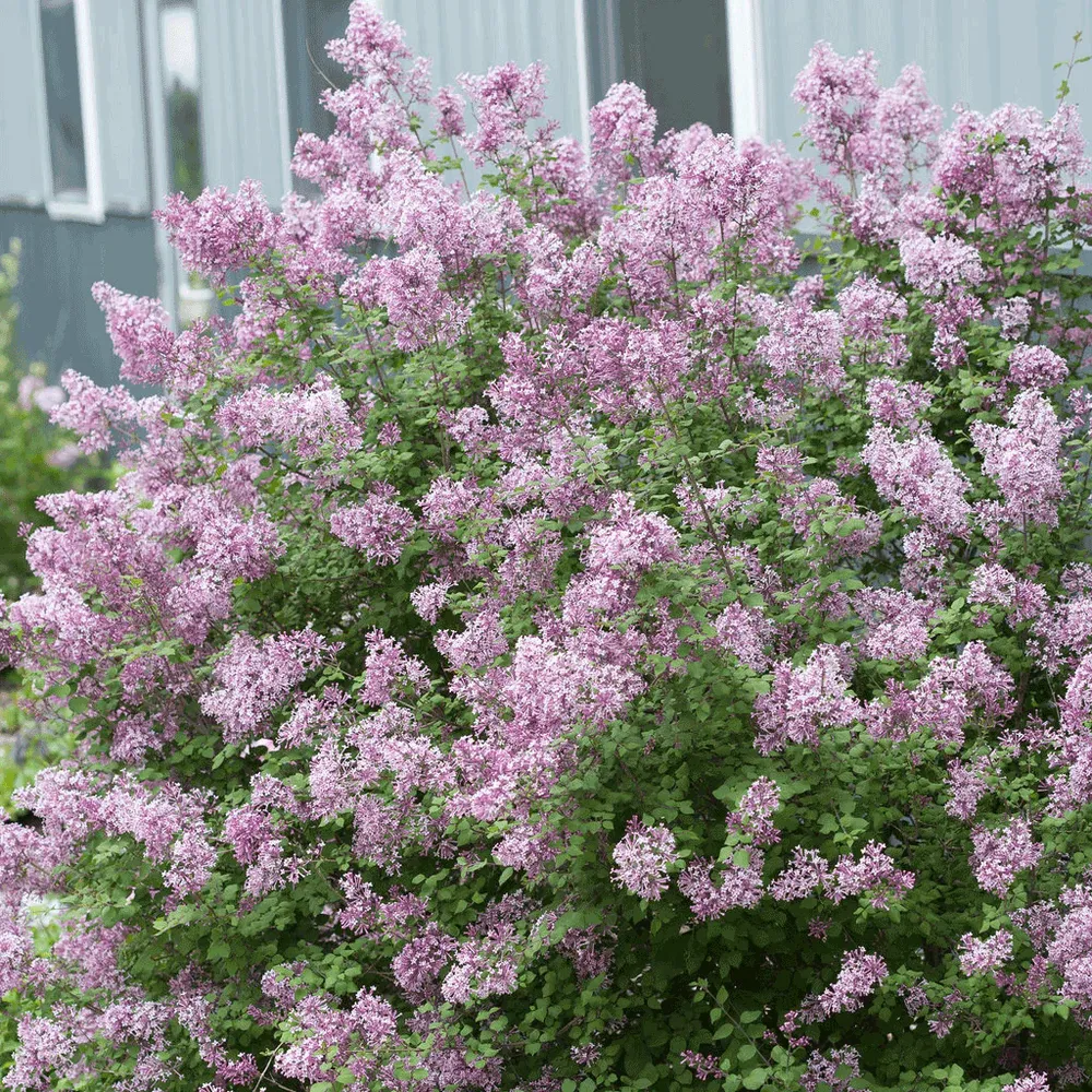 Bloomerang Reblooming Lilac Flowering Shrub 3