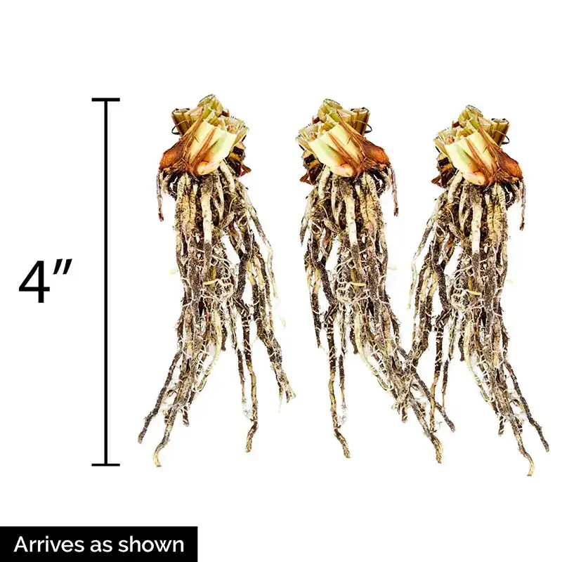 Shaker's Prayer Siberian Iris Perennial Rhizome 2