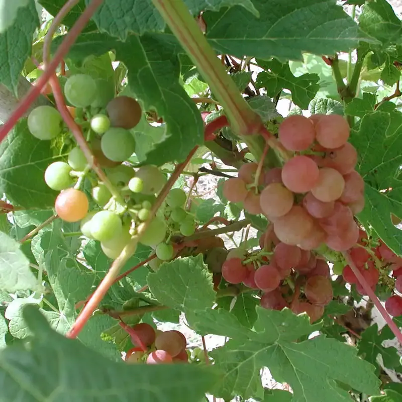 Tickled Pink Grape Vine - Fruit-Bearing Garden Plant 1