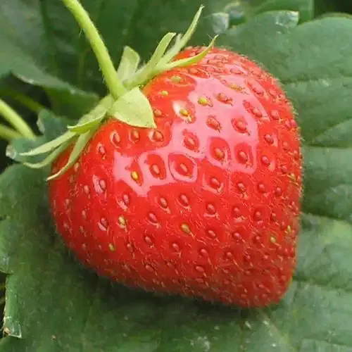Charlotte Everbearing Strawberry Plant - Productive Perennial Fruit Variety 2