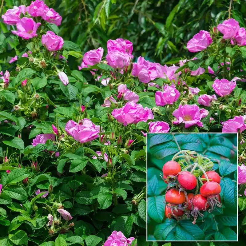 Rosa Rugosa Shrub - Hardy Beach Rose for Garden Landscaping