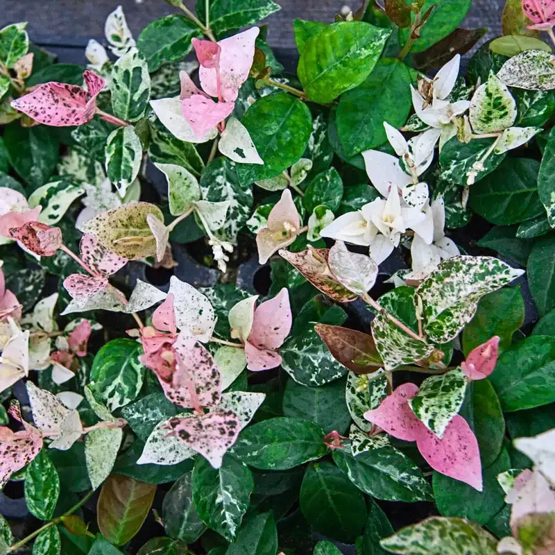 Asiatic Jasmine Evergreen Ground Cover Trailing Vine