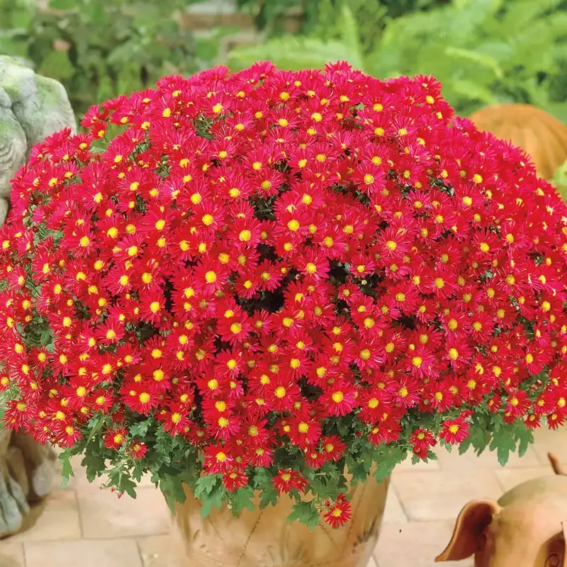 Red Daisy Mammoth Mum - Large Flowering Perennial Chrysanthemum 1