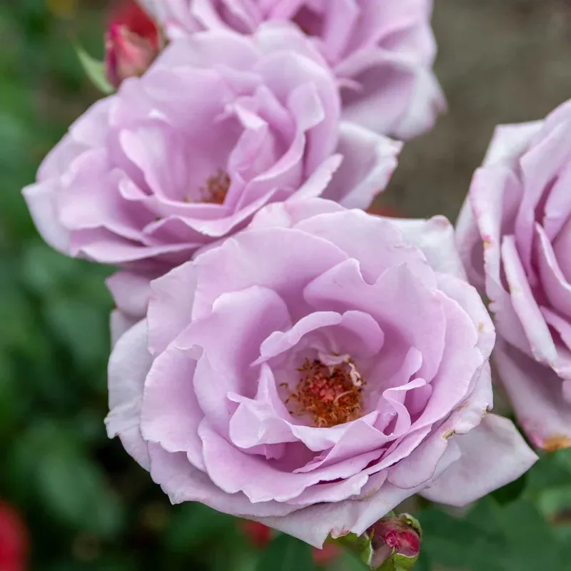 Blue Girl Hybrid Tea Rose Plant - Large Lavender-Blue Fragrant Blooms 1
